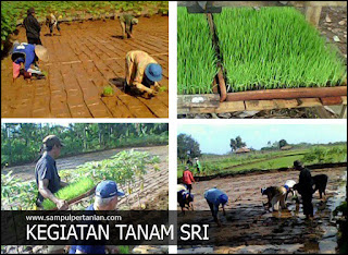 Kendala atau masalah SRI (System of Rice Intensification) bagi petani