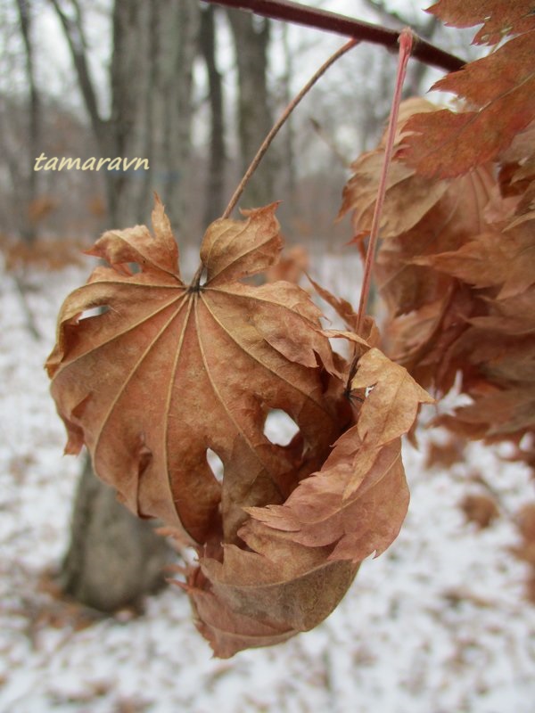 Клён ложнозибольдов (Acer pseudosieboldianum)