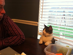funny cats, funny cat pictures, cute cat pictures, cat waits his dinner, what's for dinner