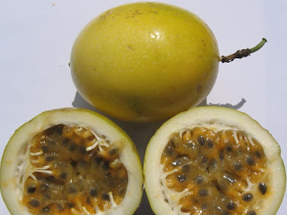 Voavanga Fruit Pictures