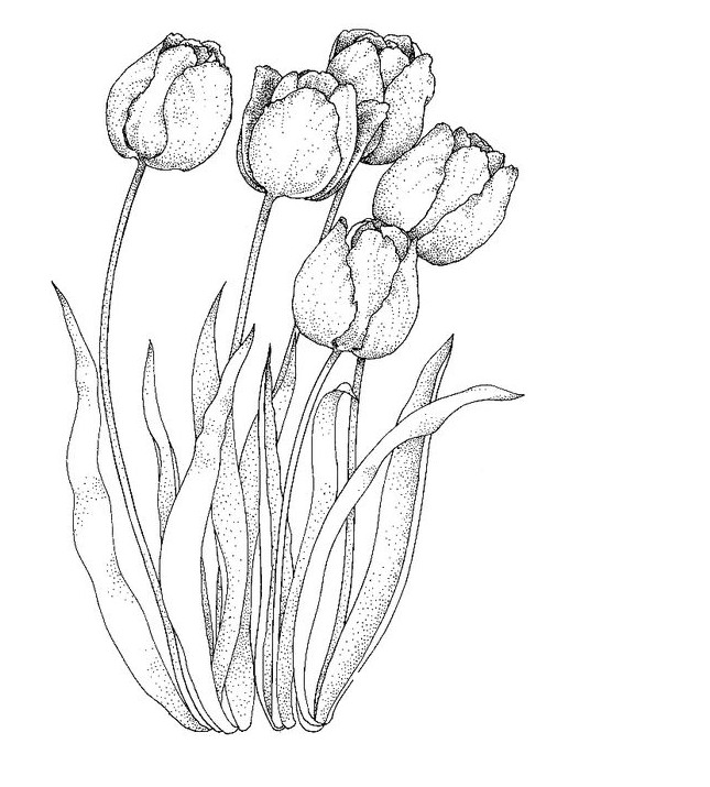 Sketsa gambar berikutnya yang tidak kalah indah untuk diwarnai yakni bunga tulip Gambar Mewarnai Bunga Tulip Terbaru