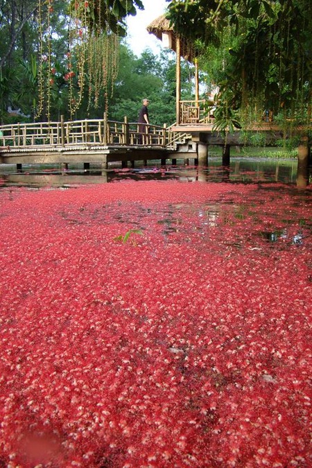 hoa-loc-vung-chua-tu-hieu-hue (13)