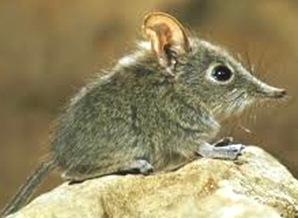 Shrew-smallest-mammal