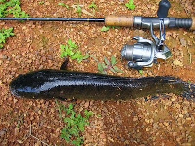 Banyak cara mudah yang dapat anda lakukan untuk membuat  Lihat 6 Umpan Ikan Gabus Terlengkap Ampuh Untuk Pemula