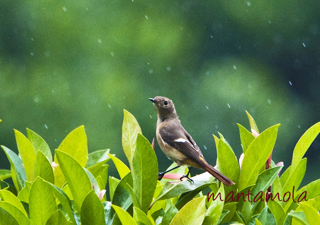 Daurian Redstart 黃尾鴝 (Phoenicurus auroreus)