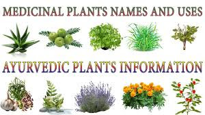 THE 50 BEST MEDICINAL PLANTS, THEIR EFFECTS, AND CONTRAINDICATIONS