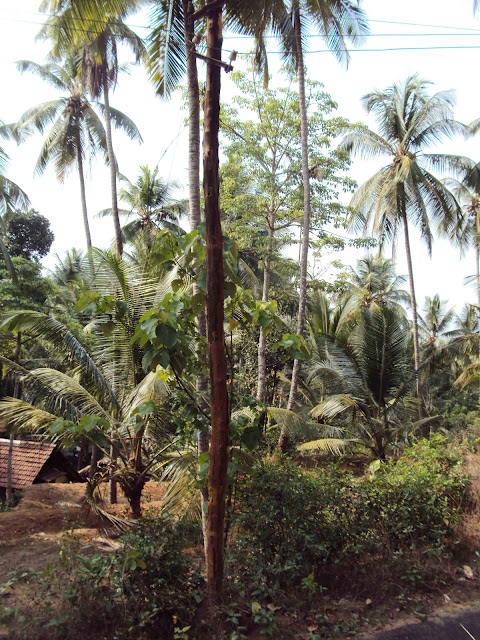 An old dangerous wooden  Electric post in Odupara Palangad Road - Photo by Habeebu Rahman PP Odupara