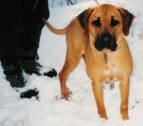 Blackmouth Cur Dog