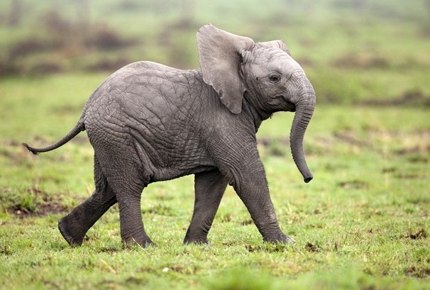  Gambar  Mengintip Pertapaan Mahapatih Gajah  Mada Kocomripat 