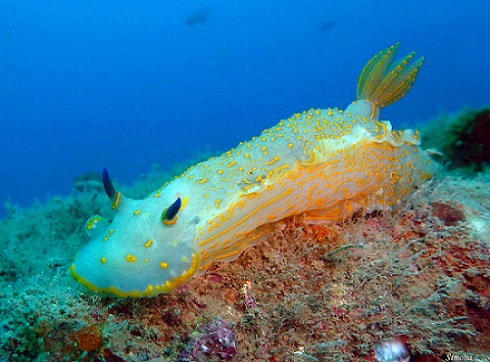 5 Hewan  Laut Aneh Ini Berasal Dari Planet Lain Mengapa 