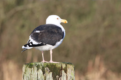 Grutte Sjouwerman - Grote Mantelmeeuw - Larus marinus