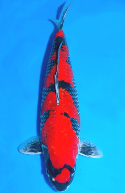 goshiki koi