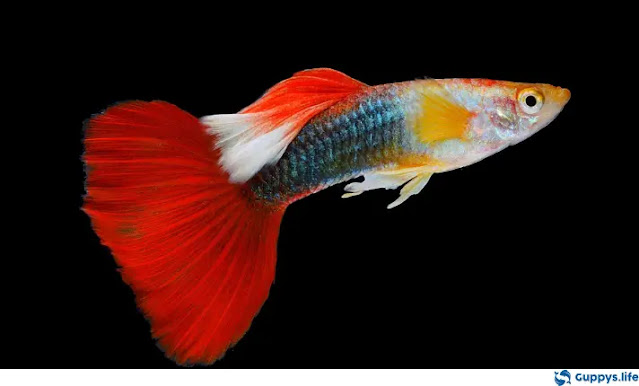 Red Tuxedo Guppy