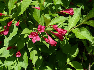 Weigelia horticole - Weigelia décoratif