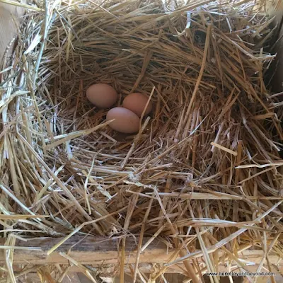 eggs ready for collecting from nest at Nash Farm in Grapevine, Texas