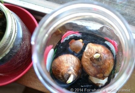 bulbs