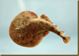 Narcine bancroftii