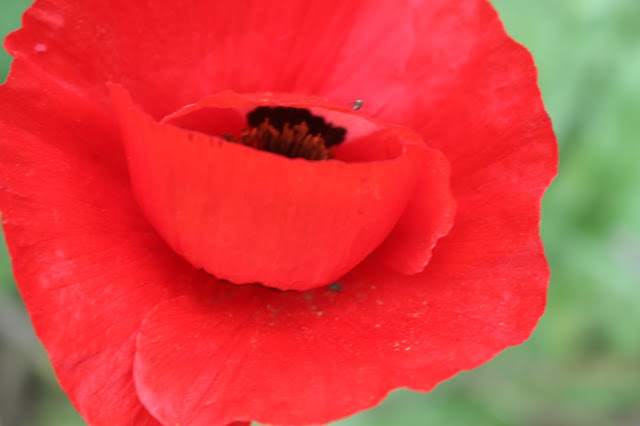 Striking Papaver glaucum aka the Turkish or tulip poppy