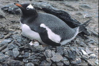 gentoo penguin