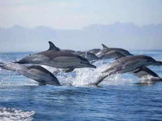 My Ganga My Dolphin Campaign