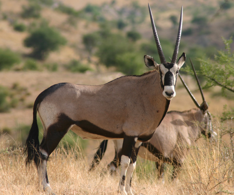 Oryx | The Life of Animals
