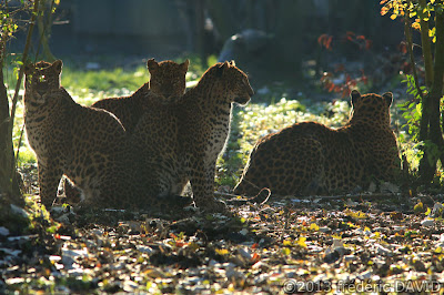 panthère animal animalier nature parc des félins Nesles Seine-et-Marne