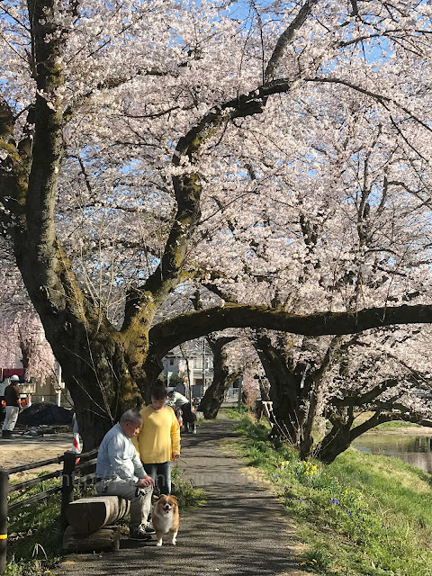 Sakura Asahi Park Fukushima Hanami