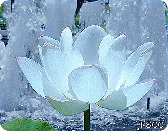 285048_lotus