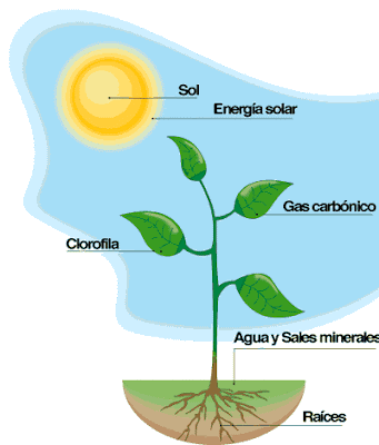 fotosintesis de las plantas. la fotosintesis en las plantas