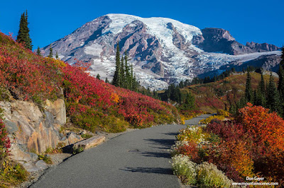 Mount Rainier above the bright red meadows of Paradise Park in fall, Mount Rainier National Park, Washington.