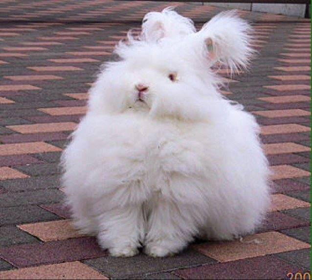 Animals, Angora rabbit