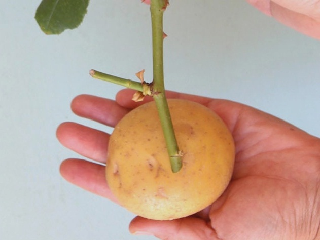Can potatoes grow rose cuttings?