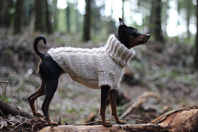 A dog in a forest wearing a cute cream sweater with a ribbed collar