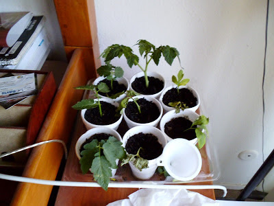 Tomato cuttings day 4