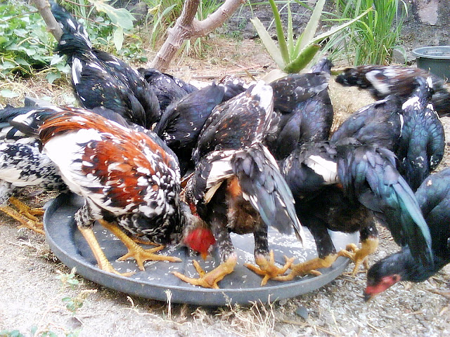 Image result for panduan lengkap ayam kampung