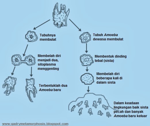 metamorphosis Perkembangbiakan Vegetatif pada Hewan 