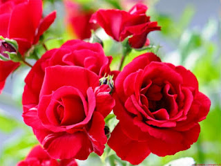Gambar Bunga Mawar Merah Yang Cantik_Red Roses Flower 2008