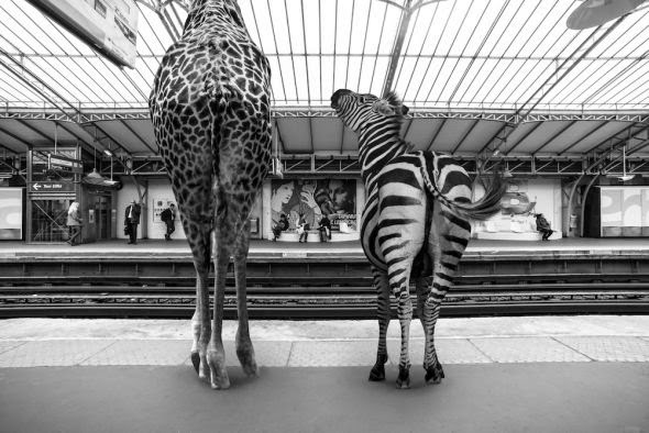 Clarisse Rebotier fotografia photoshop animais metrô francês surreal preto e branco divertido