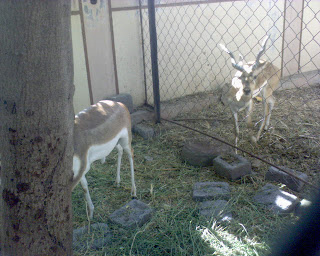 deer at swaminaray mandir sarangpur gaushala gujarat