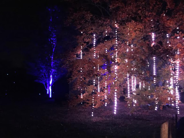 The Tinsel Forest at Illumination at The Morton Arboretum uses lights to capture the idea of tinsel in the trees.