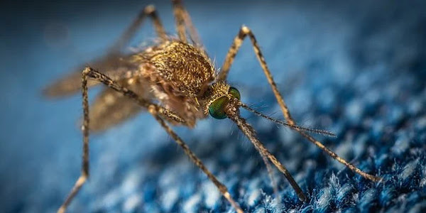 Zika Virus case found in Kerala - know the symptoms, treatment for a deadly virus