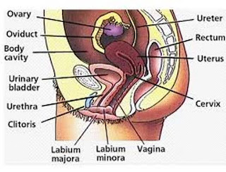 Organ Sistem Reproduksi Wanita