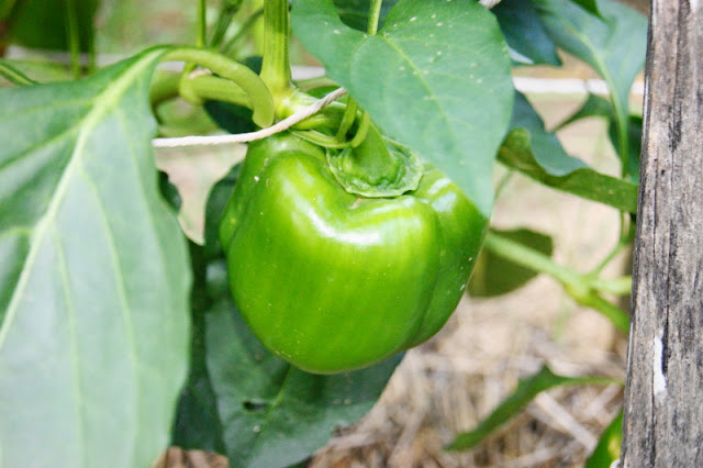 Green Bell Peppers in the Garden Image