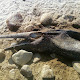 Cape Cod Creature "Real or Hoax" ?