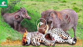 30 Tragic Moments! Warthogs Fought Leopards To Survive In A Terrification | Animal Fight