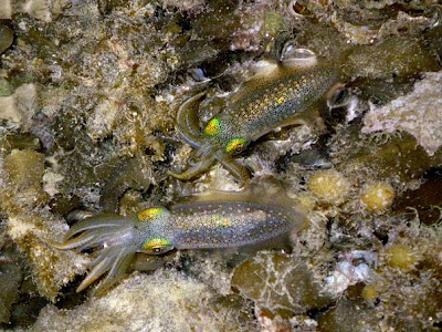 Bigfin Reef Squids (Sepioteuthius sp.)