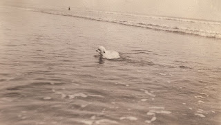 Poodle at New York beach about 1921 from album of Mary Theresa Sheehan Killeen Walsh