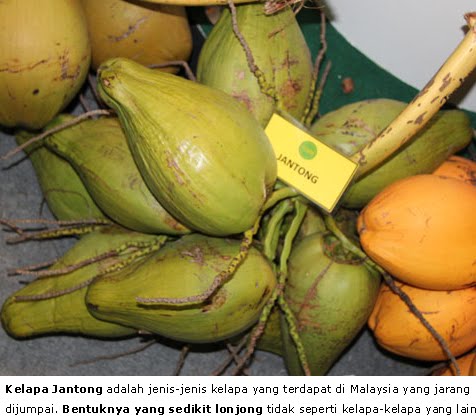 Herba & Tumbuhan: KELAPA, Rawatan dan Sihat Tanpa Ubat