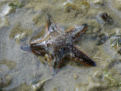 Sand Star (Astropecten sp.)