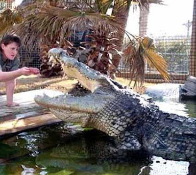 Largest crocodile